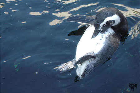 pingvin02.jpg