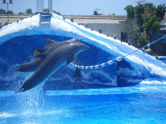 dolphin-show.jpg