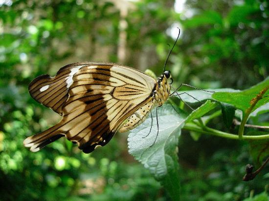 swallowtail-butterfly.jpg
