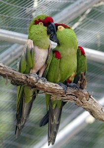 Study-Parrots-more-adaptable-than-thought.jpg