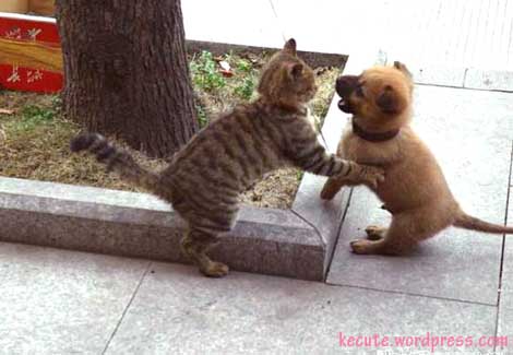 kitty-vs-puppy.jpg