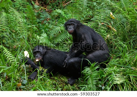 stock-photo-bonobo-love-lola-ya-bonobo-democratic-republic-congo-59303527.jpg