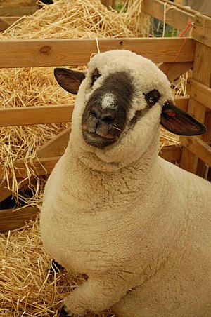 300px-Dark-faced_Norfolk_sheep.jpg