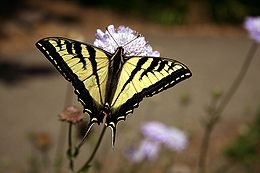 260px-Swallowtail_butterfly_2.JPG