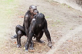 320px-Bonobo_sexual_behavior_1.jpg