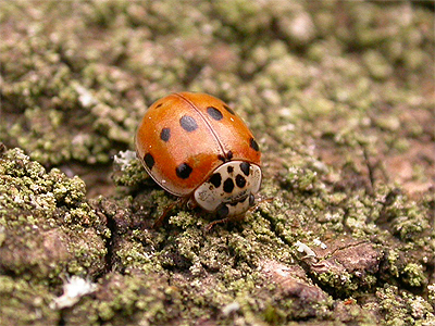 ladybird10spot.jpg