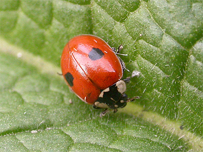 ladybird2spot02.jpg