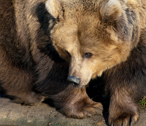 ursus-arctos-barnamedve-halaszasi-technika-medve-csalad-lazac-medvebocsok.jpg