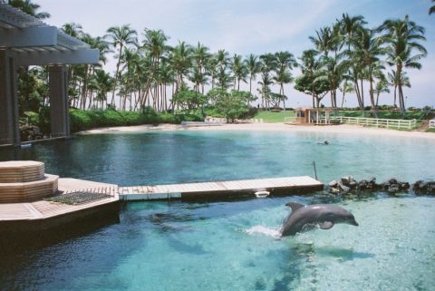 dolphin-hotel-480.jpg
