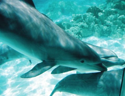 underwater-dolphin-pictures.jpg