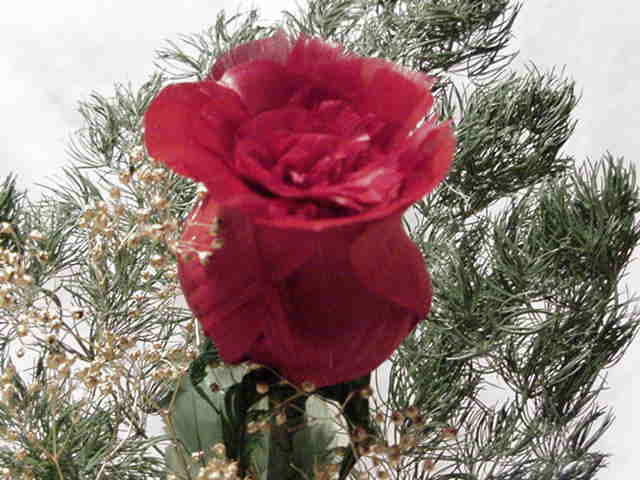 Feather%20Red%20Rose%20Large%20Picture.jpg