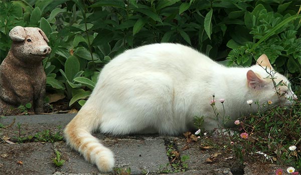 pig-white-cat.jpg