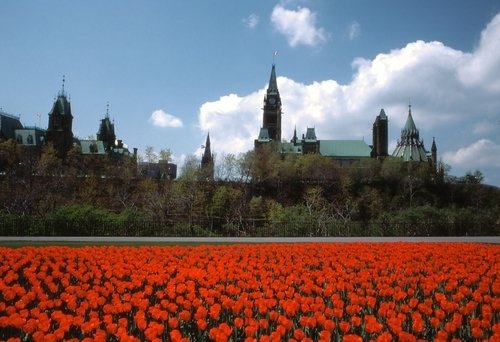 canadian-tulip-festival-ottawa-onot060.jpg
