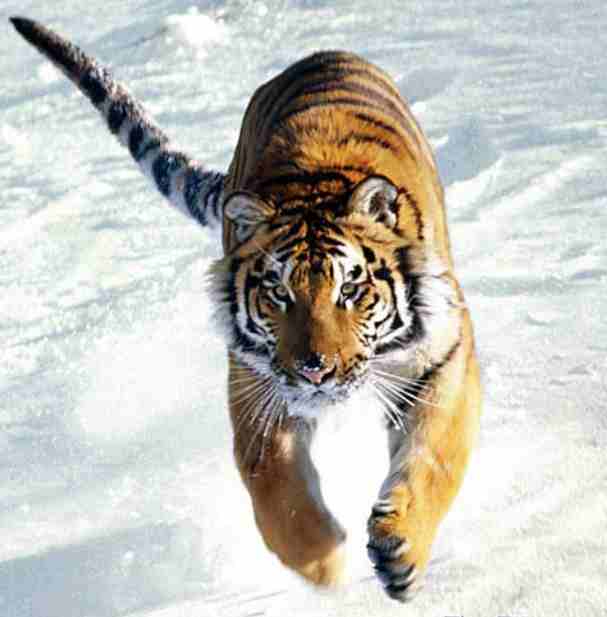 Tiger_running_in_snow.jpg