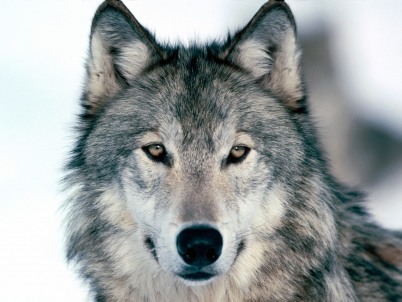winter-wolf-402.jpg