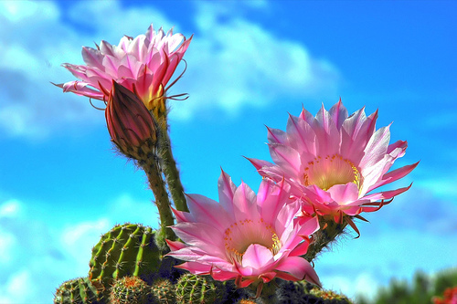 cactus4.jpg