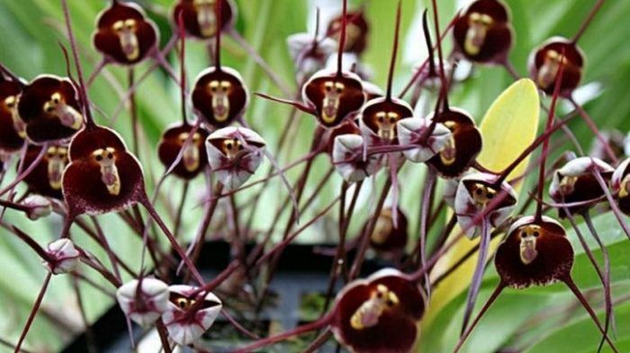 orchidea1-e1535908661464.jpg