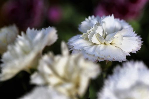 white-carnations-4259833__340.jpg