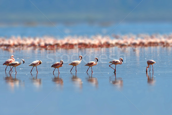 6579121_stock-photo-flamingos.jpg