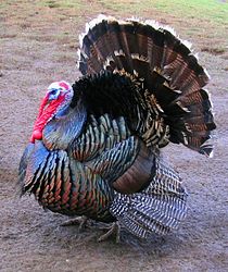 210px-Male_north_american_turkey_supersaturated.jpg